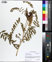 Astragalus canadensis image