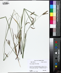 Carex oxylepis image