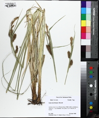 Carex hyalinolepis image