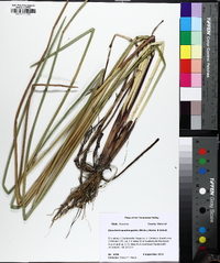 Eleocharis quadrangulata image