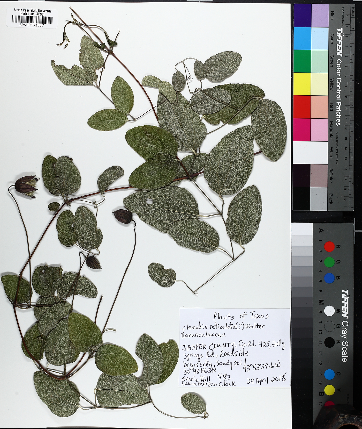 Clematis arenicola image