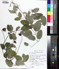 Clematis arenicola image