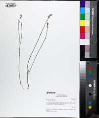 Polygala incarnata image