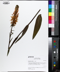 Platanthera ciliaris image