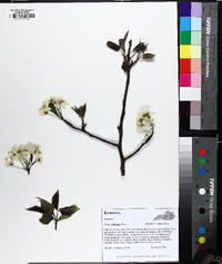 Pyrus calleryana image