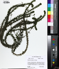 Hydrilla verticillata image