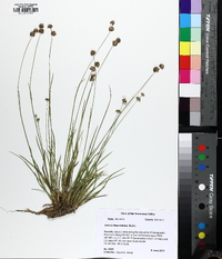 Juncus filipendulus image