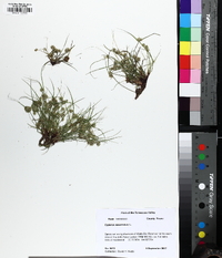 Cyperus squarrosus image