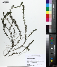 Elodea canadensis image