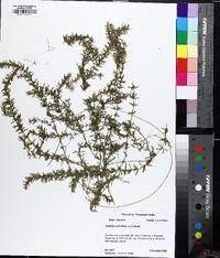 Hydrilla verticillata image