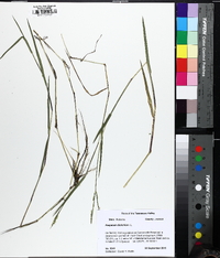 Paspalum distichum image