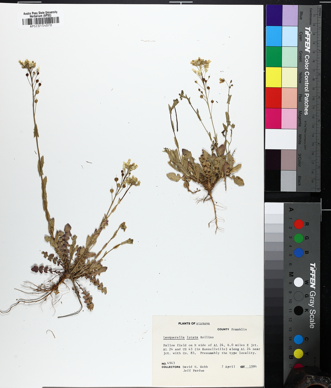 Paysonia lyrata image