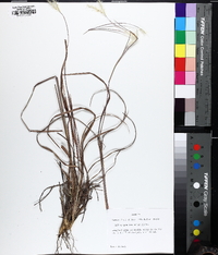 Andropogon ternarius image