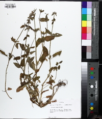 Stachys crenata image