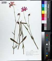 Sabatia decandra image