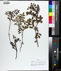 Hosackia crassifolia image