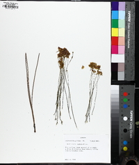 Utricularia cornuta image