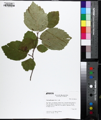 Fothergilla major image