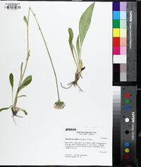 Marshallia grandiflora image