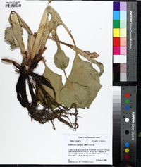 Eichhornia crassipes image