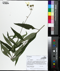 Silphium asteriscus image