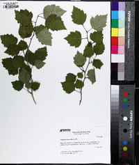 Crataegus iracunda image