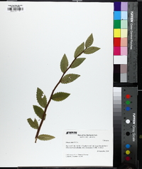 Ulmus alata image