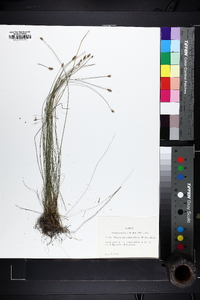Eleocharis tuberculosa image