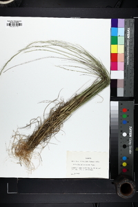 Aristida purpurascens image