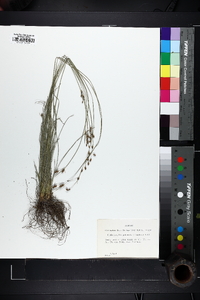 Fimbristylis puberula image