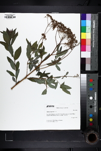 Spiraea japonica image