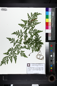 Lygodium japonicum image