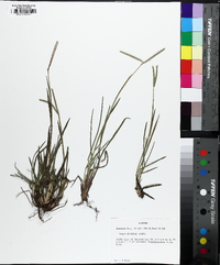 Paspalum laeve var. laeve image