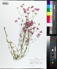 Sabatia campanulata image