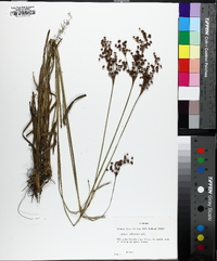 Juncus biflorus image