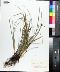 Carex willdenowii image