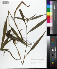 Tradescantia subaspera image