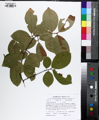 Prunus alabamensis image