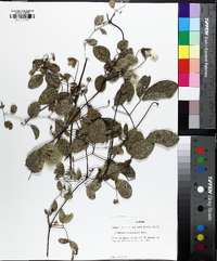 Clematis reticulata image