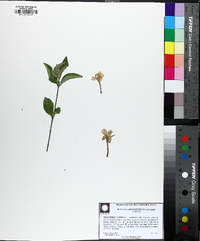 Ruellia caroliniensis image