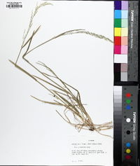 Poa sylvestris image