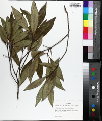 Osmanthus americanus image