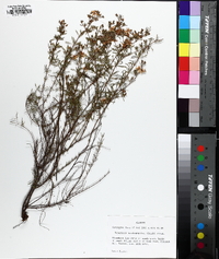 Hypericum galioides image