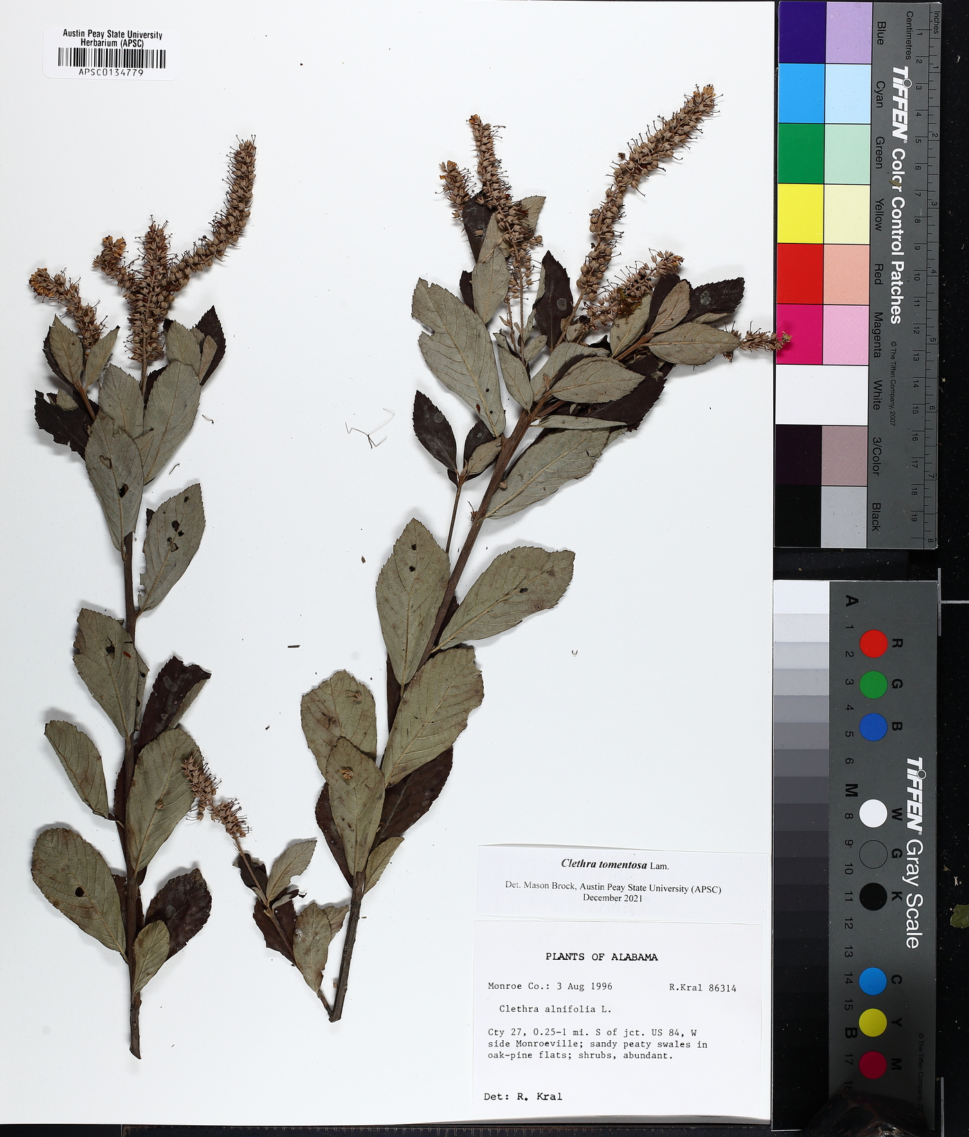 Clethra tomentosa image
