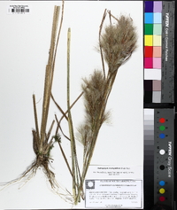 Andropogon glomeratus image