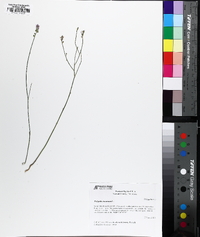 Polygala incarnata image