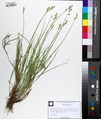 Carex longii image