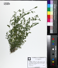 Vicia lathyroides image