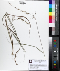 Andropogon gyrans image