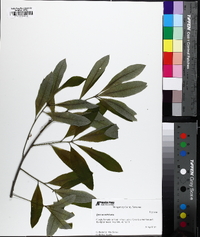 Quercus imbricaria image